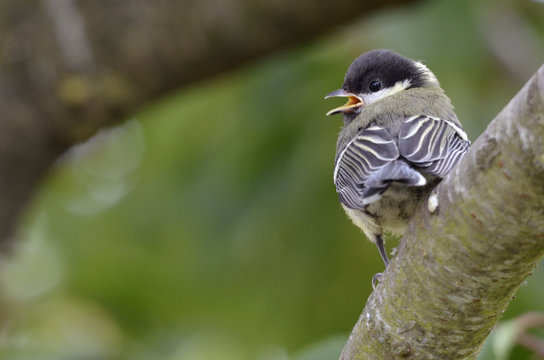 Jeune m&eacute;sange charbonni&egrave;re sur une branche vue de dos