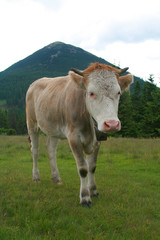 Fototapeta na wymiar Bull-calf in the mountain