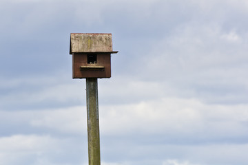 Kestrel Chicks