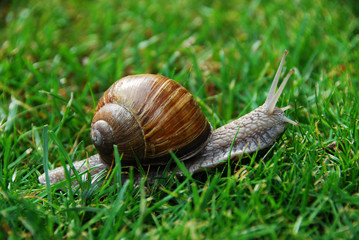 Weinbergschnecke im Gras