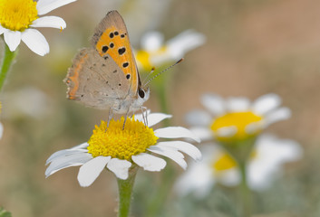 Lycaena