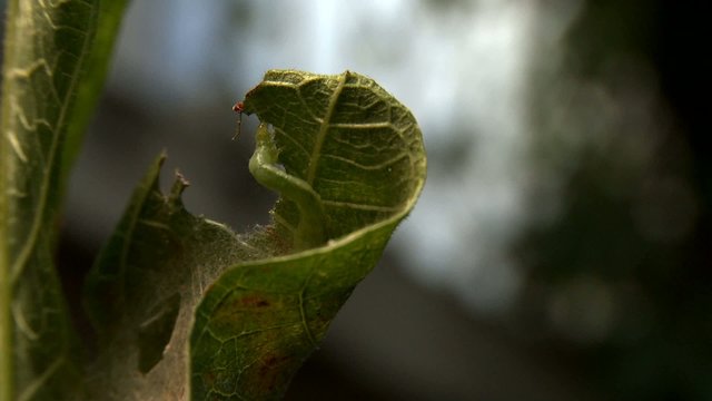 Caterpillar and mite on a fig tree leaf