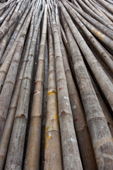 Bamboo Used in construction.