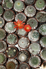 Cactuses - bird perspective