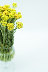 Immortelle (Helychrysum) isolated on white background