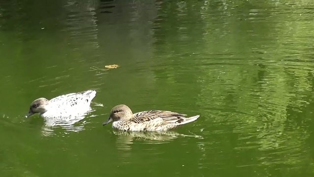 Canards