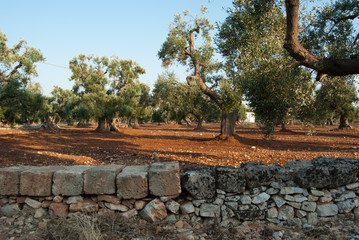 olivo