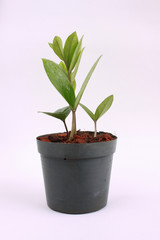 Tree in the pot black