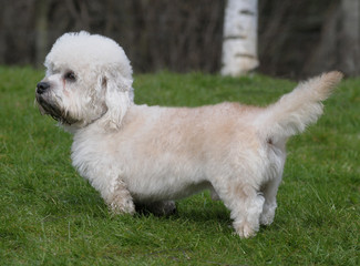 DANDIE DINMONT TERRIER