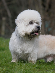DANDIE DINMONT TERRIER