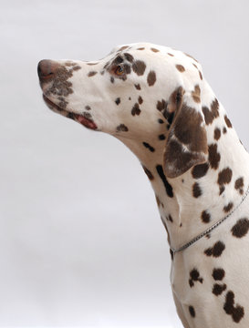 DALMATA.