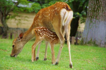 PARENT AND CHILD milk