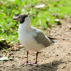 lachmöwe 312