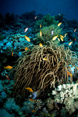 Fototapeta na wymiar soft corals and tropical fish
