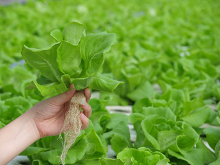 hydrophonic plantation