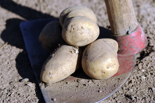 Patatas