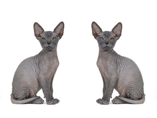 Don Sphynx Kitten 18062b