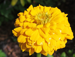 beautiful yellow zinnia flower