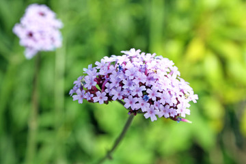 pretty verbena flower
