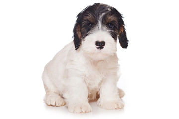 Sealyham Terrier isolated on white