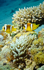 Fototapeta na wymiar Anemone fish in the red sea