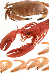 Crevettes,homard,tourteau cuits
