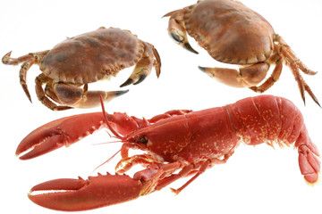 Homard et tourteaux cuits