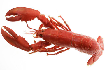 Homard cuit