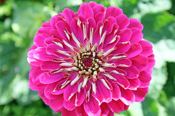 stunning deep pink zinnia flower