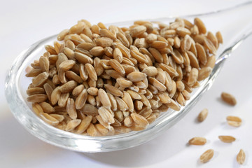 Grains de blé