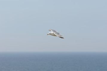meerflug