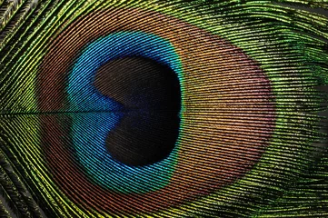 Rolgordijnen peacock feather © tezzstock