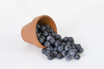 Pot of blueberries