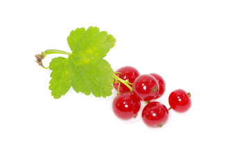 red currant