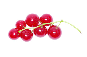 red currant