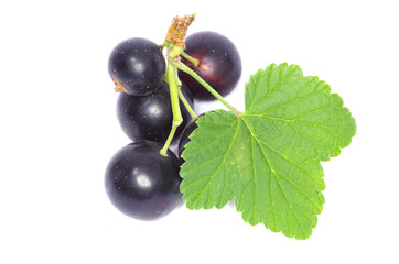 black currant