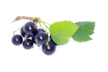 black currant