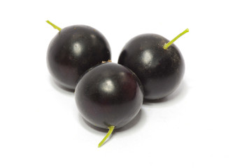black currant