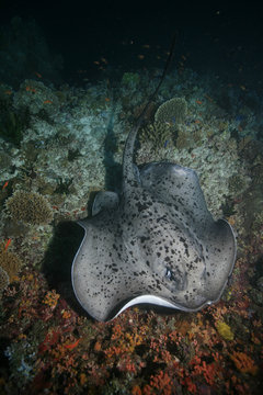 Schwarzpunkt Stechrochen - Stingray - Taeniura meyeni