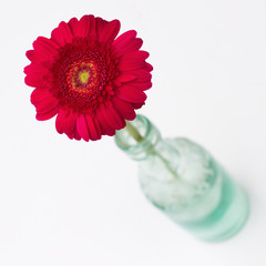 rote Gerberabl&uuml;te