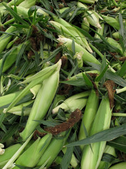 Fototapeta premium Fresh Ears of Organic Summer Sweet Corn