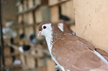 White-brown pigeon in Moscow, Russia
