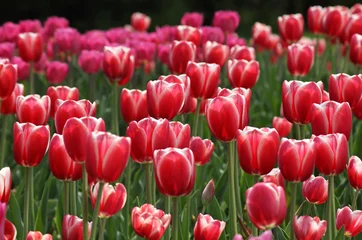 Printed roller blinds Tulip Pink tulips in the garden