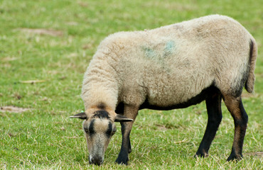 A grazing farm sheep