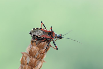 Chinche hedionda, rhinocoris iracunda