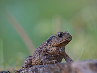 Common toad close up