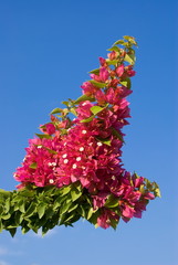 Cerca immagini: bouganville