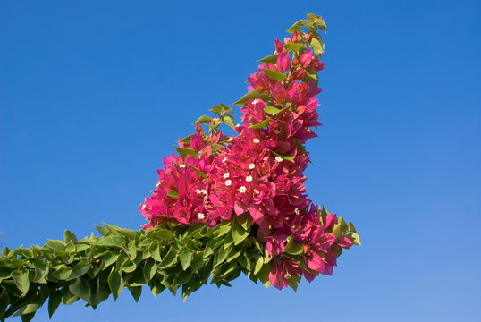 Bouganville