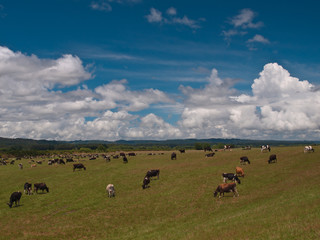grazing cows