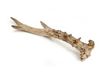 antler